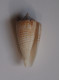 Conus Mucronatus - Muscheln & Schnecken