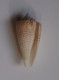 Conus Mucronatus - Schelpen