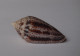 Conus Ximenes - Schelpen