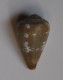 Conus Irregularis - Coquillages