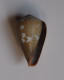 Conus Irregularis - Seashells & Snail-shells