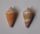 Conus Floridulus X 2 - Schelpen