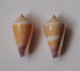 Conus Floridulus X 2 - Schelpen