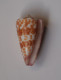 Conus Tessulatus - Seashells & Snail-shells