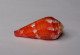 Conus Pertusus - Seashells & Snail-shells