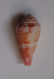 Conus Pertusus - Seashells & Snail-shells