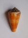 Conus Magus Circae - Seashells & Snail-shells