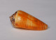 Conus Magus Circae - Schelpen