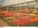 CPM Keukenhof Lisse Holland - Lisse