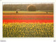 CPM Hollande Champs Des Fleurs - Lisse