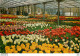 CPM Keukenhof Lisse Holland - Lisse