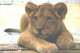 Russia:Tseljabinsk Zoo, Lion, Panthera Leo, 2002 - Lions