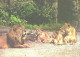 Lion Family In Zoo, Panthera Leo - Lions