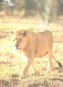 Walking Lion, Panthera Leo - Lions