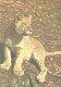 Young Lion, Panthera Leo - Lions