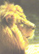Male Lion, Panthera Leo - Lions