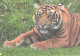 Tiger On Grass - Tigers