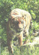Walking Tiger - Tigri