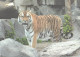 Tiger In Zoo - Tigri