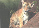 Young Tiger On Tree - Tigers