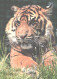 Resting Tiger - Tigres