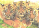 Tiger Cubs - Tigres