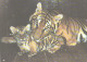 Bengal Tiger With Cub, 1989 - Tigers