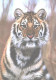 Looking Tiger, WWF - Tijgers