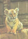 Young Amur Tiger, 1987 - Tijgers