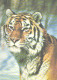 Ussuri Tiger, 1988 - Tigers