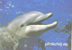 Looking Dolphin - Dauphins