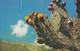 Venezuela - Flowering Cactus Old Postcard 1962 - Venezuela