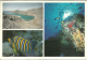 Red Sea (Egitto, Egypt) Sharm El Sheikh, Blue Spotted Sting Ray, Razza Maculata Blu, Raie Pastenague à Pois Bleus - Sharm El Sheikh