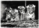 SVIZZERA - BASEL - ZOOLOGISCHER GARTEN  - CARTOLINA VIAGGIATA NEL 1972 - Tigers