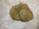 Pectens  Sur Terre 8x7 - Fossils