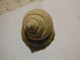 3 Escargots Sur Terre-provenance ? - Fossils