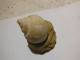 3 Escargots Sur Terre-provenance ? - Fossils