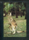 "AUSTRALIEN" 1982, 3 Bild-Postkarten ** (7411) - Entiers Postaux