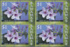 Delcampe - Bahamas: 1999/2008. Collection Containing 177 IMPERFORATE Stamps (inclusive S/s, - Bahama's (1973-...)