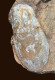 Delcampe - Pteraspis - Fossilised Animal - True Jawless Fish Fossil - 98 Mm - 63 Mm - Fossielen