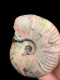 Ammonites - Colorful Fossils - 15 Cm - 12 Cm - Fossils