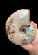 Ammonites - Colorful Fossils - 15 Cm - 12 Cm - Fossili