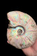 Ammonites - Colorful Fossils - 15 Cm - 12 Cm - Fossils