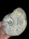 Ammonites - Colorful Fossils - 15 Cm - 12 Cm - Fossili