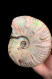 Delcampe - Ammonites - Colorful Fossils - 15 Cm - 12 Cm - Fósiles