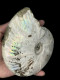 Delcampe - Ammonites - Colorful Fossils - 15 Cm - 12 Cm - Fossilien