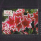 [Carte Maximum / Maximum Card /  Maximumkarte]  Belgium 2007 | Rhododendron, Stamp Issued On 2000 - 2001-2010