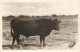 BOUCHES DU RHONE  SAINTES MARIES DE LA MER ( Carte Photo George )  LOU BANDOT  Le Roi De La Manade TAUREAU - Saintes Maries De La Mer