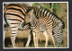 Thème Animaux Sauvages - Maman Zèbre Et Son Petit - Burchell's Zebra Equus Burchellii - Zebras