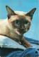 ANIMAUX & FAUNE - Chats - Carte Postale Ancienne - Chats